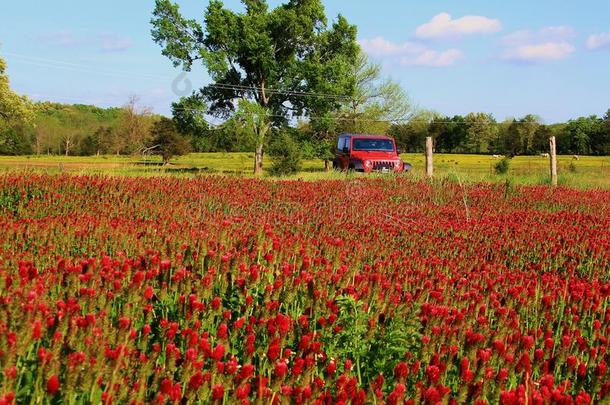深红色的三叶草和红色的吉普车