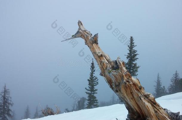 雪中石化的木头