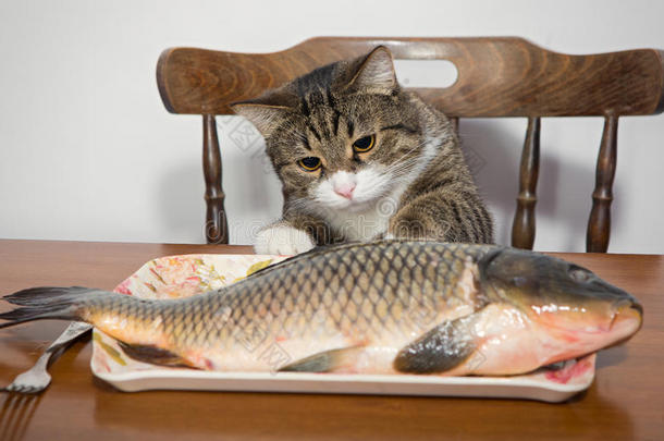 猫和一条<strong>大鱼</strong>