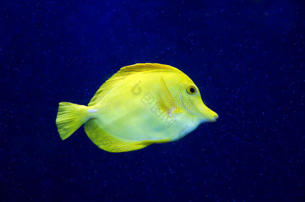 水族馆斑马鱼