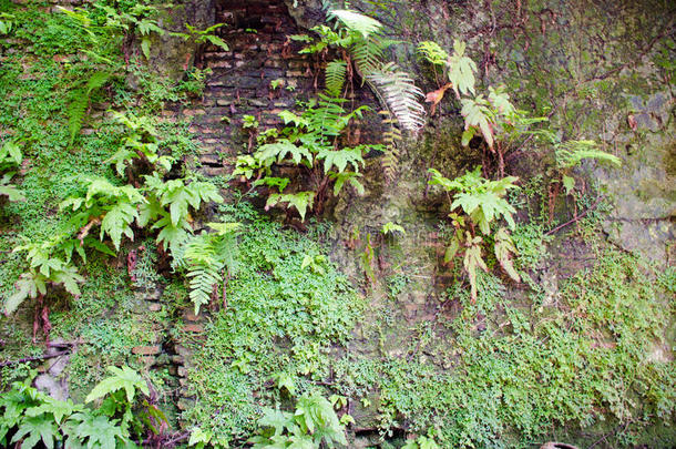 有蕨类植物和热带植物的老墙