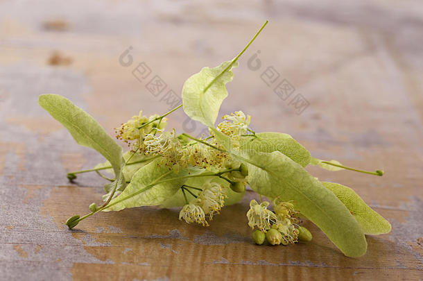 从老木头上分离出来的干燥的菩提花