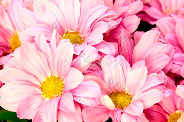粉白色花朵的背景