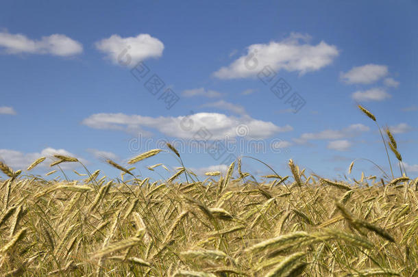 地上有金色的小麦。