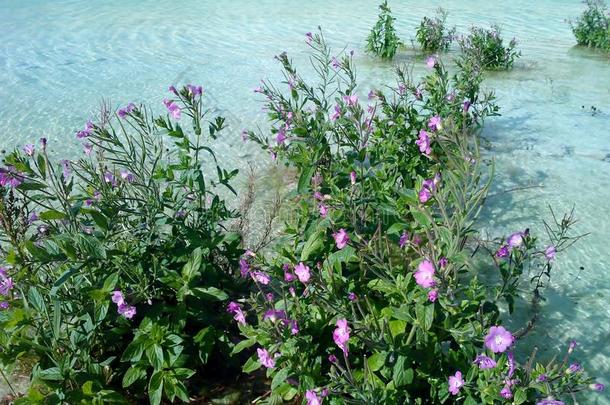 绿松石水中的花朵