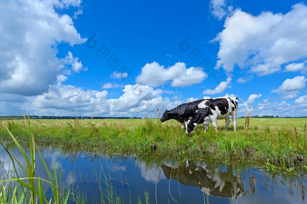 蓝天上牧场上的奶牛