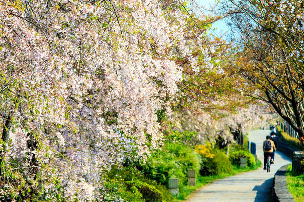 日本京都<strong>樱花季</strong>