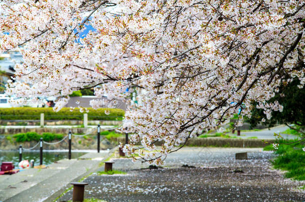 日本<strong>京都樱花</strong>季