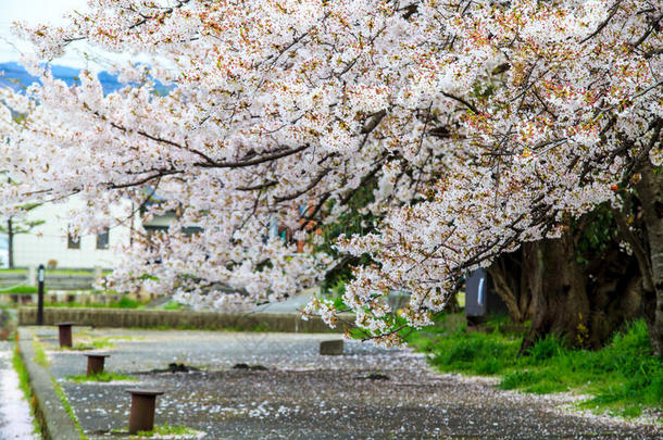 日本京都樱花季