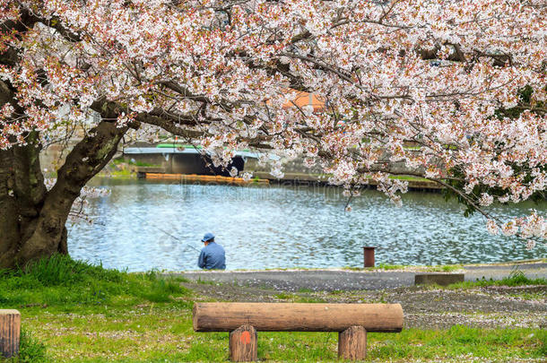 日本京都樱花季