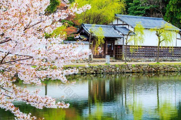 日本京都樱花季