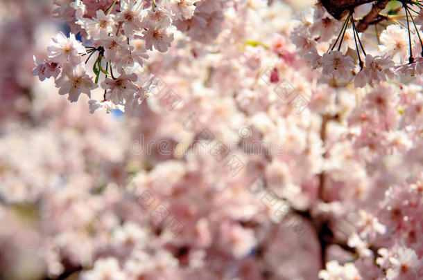 日本京都樱花季