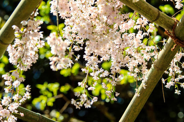 日本京都樱花季