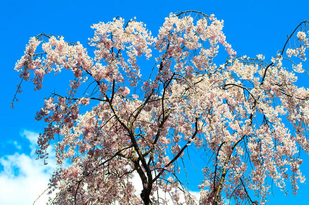 日本<strong>京都樱花</strong>季