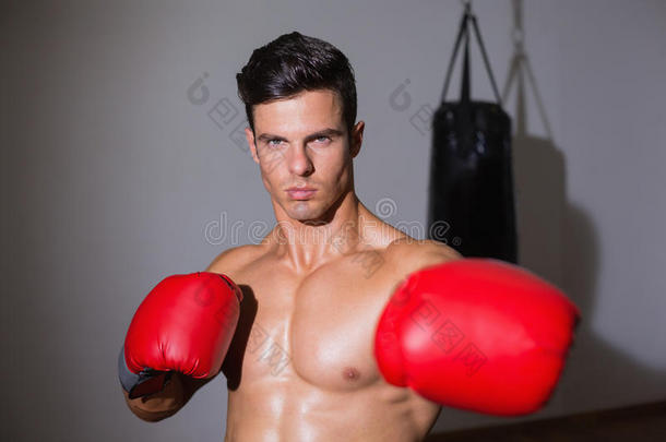 健身俱乐部里的肌肉发达的拳击手