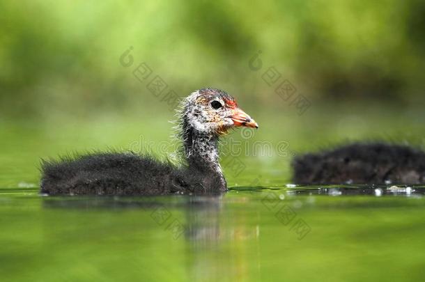 小浣熊