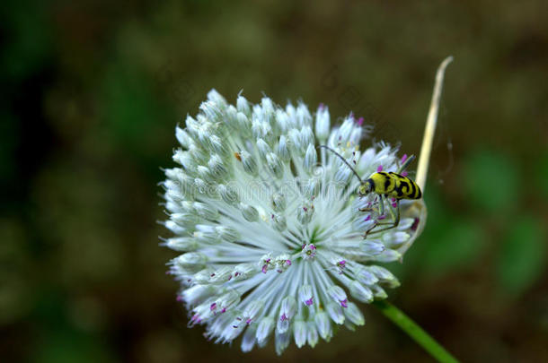 白<strong>花甲</strong>虫