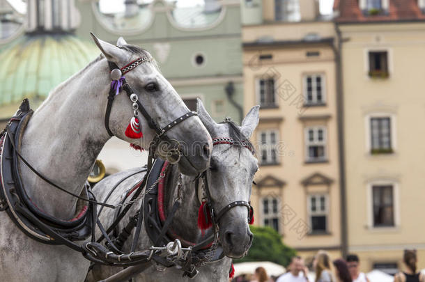 波兰克拉科夫市场上的马和手推车。