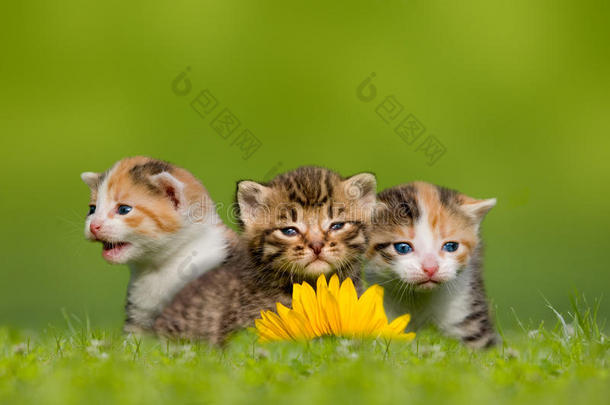 三只小猫/小猫坐在草地上