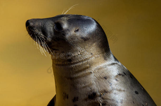 海豹保护区的海豹头部轮廓