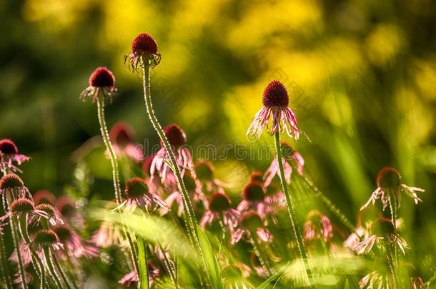 紫锥菊又名紫锥菊