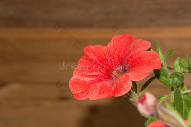 室外挂篮矮牵牛花