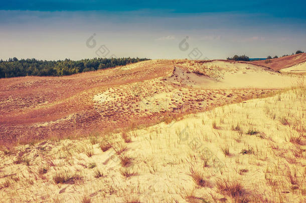 立陶宛的沙丘