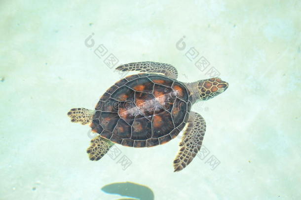 海龟生活爬行动物海洋生物哺乳动物