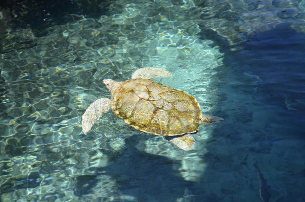 海龟生活爬行动物海洋哺乳动物