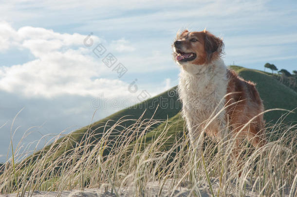 站在沙堆上的红牧羊犬