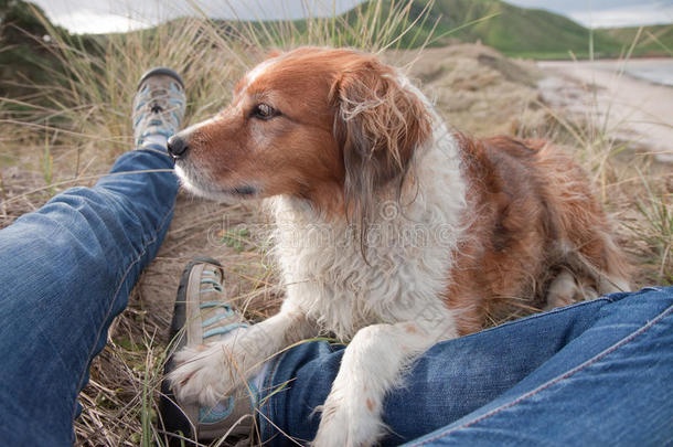 乡村沙滩上的沙丘上，一只红牧羊犬趴在主人的腿上