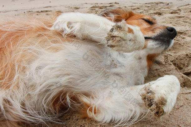 红牧羊<strong>犬</strong>躺在<strong>沙</strong>滩上的<strong>沙</strong>滩上