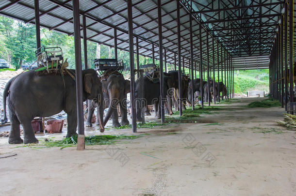 亚洲的大象.张泰国大象保护中心