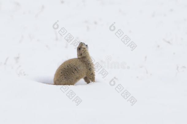 草原狗在雪地里警告吠叫