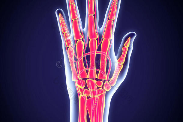 人体手部解剖学插图图片-包图网企业站
