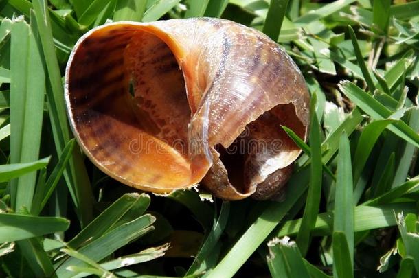 淡水蜗牛壳