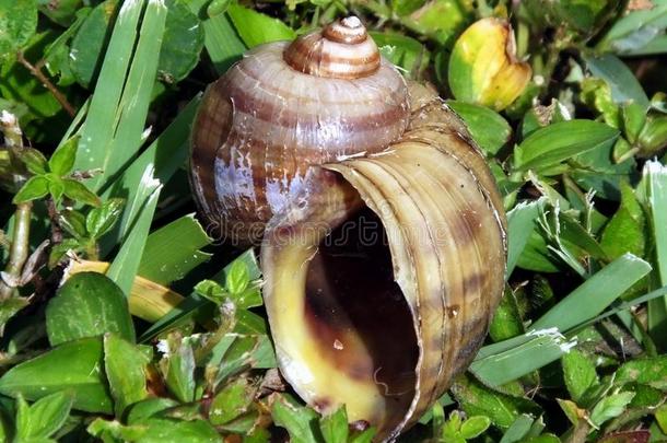 淡水蜗牛壳