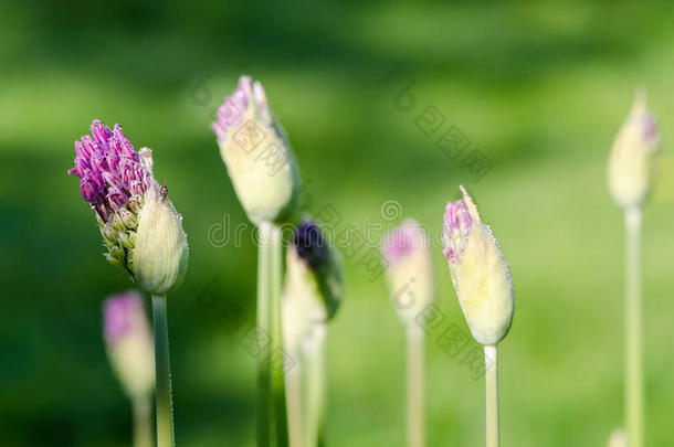 未展开大蒜花蕾<strong>露珠特写</strong>