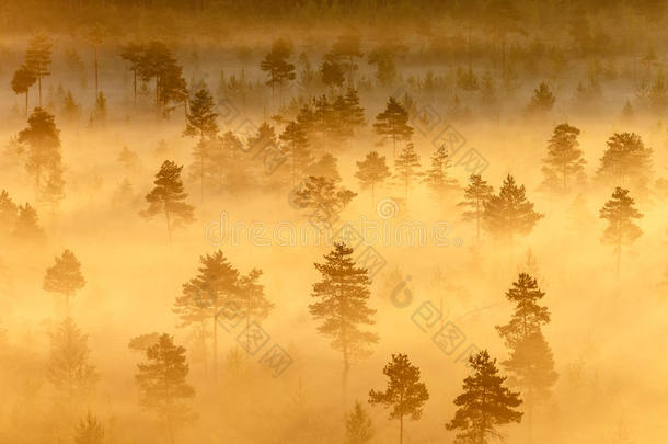晨雾弥漫的树木