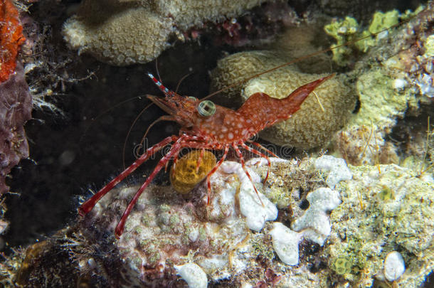 软珊瑚虾