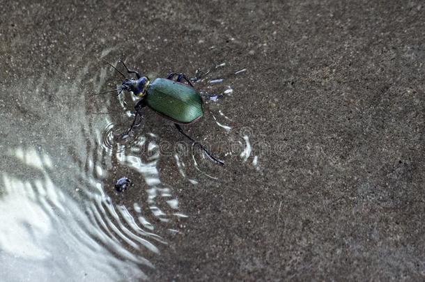水上行走的绿甲虫