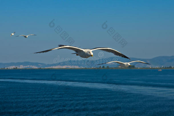 在塔索斯岛附近海面低空飞行的海鸥