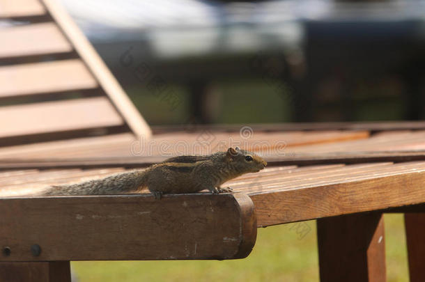 花栗鼠在躺椅上被偷了。为了寻找食物。