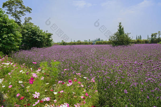 <strong>盛夏</strong>紫花田，中国成都