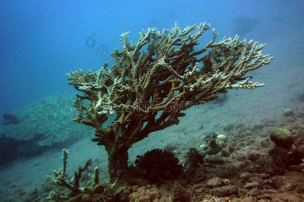 珊瑚珊瑚礁埃及风景海洋生物
