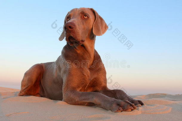 在这张图片中，一个美丽的魏梅拉纳在海滩上摆姿势