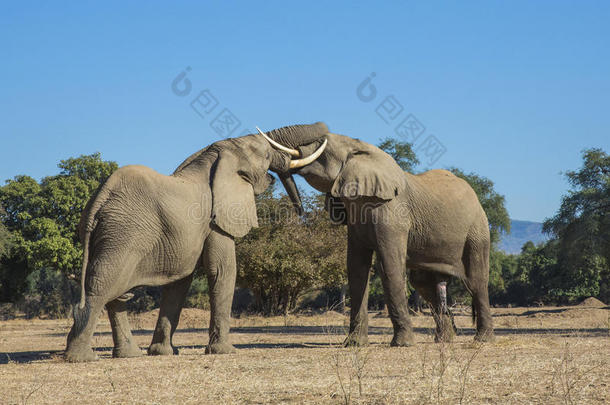 非洲象公牛在打斗