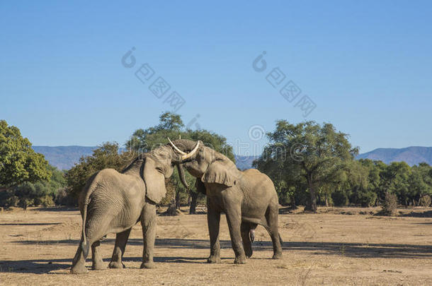 非洲象公牛在打斗