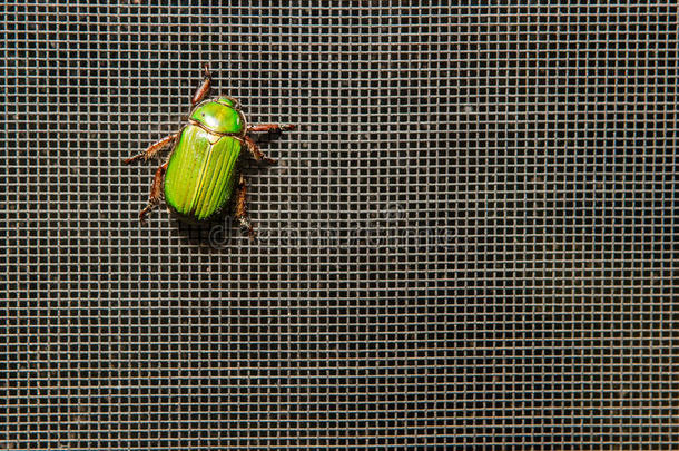 屏幕上一只闪亮的绿色甲虫