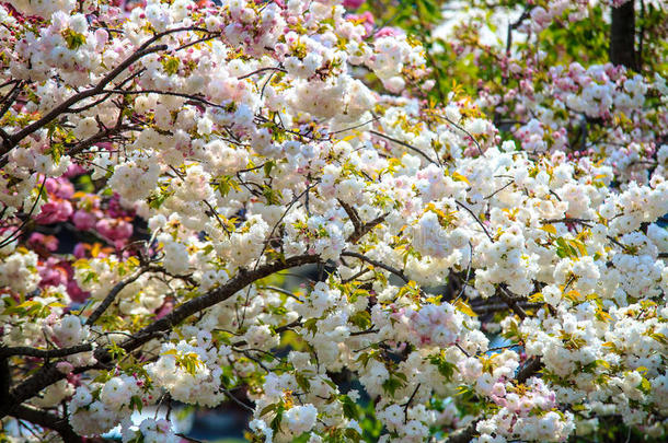 日本京都荒山樱花